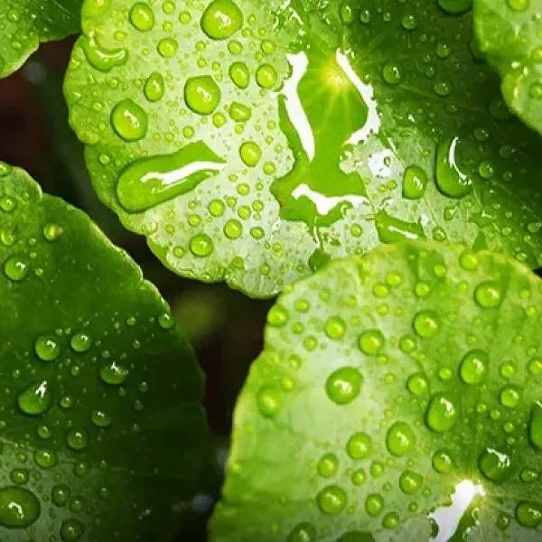 EXGYAN Aloe Vera and Centella Gel for Acne and Hydration