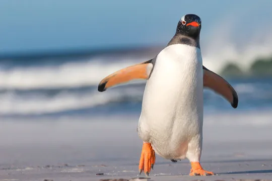 pinguins