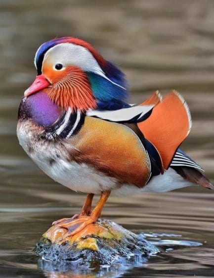 cute duck