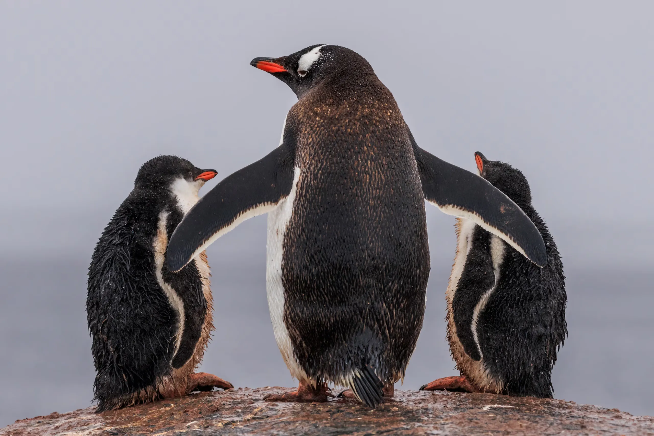 pinguins