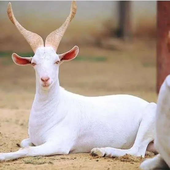 goats