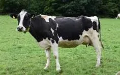 cows