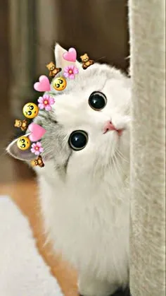 kitten