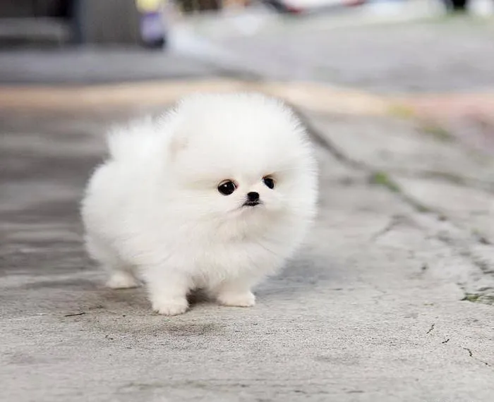 puppy