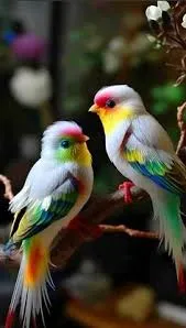 birds