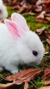 rabbits
