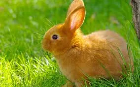 rabbits
