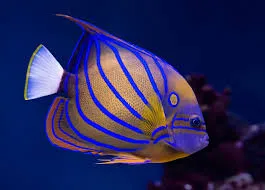 fishes