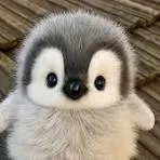 pinguins
