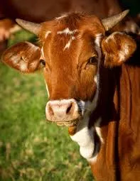 cows