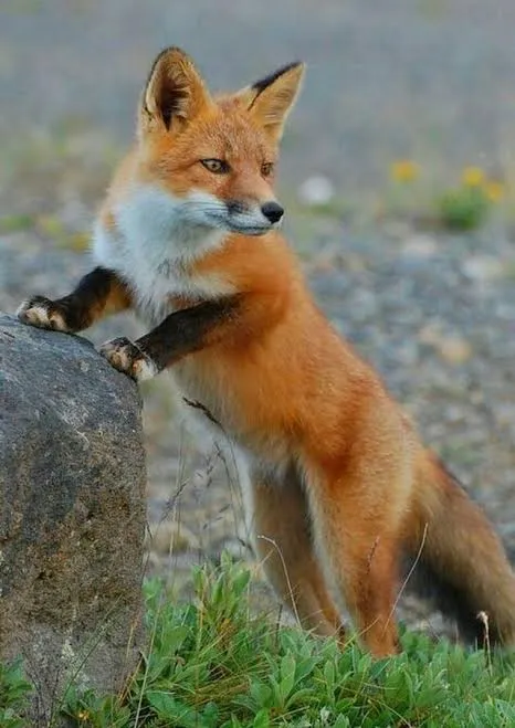 fox