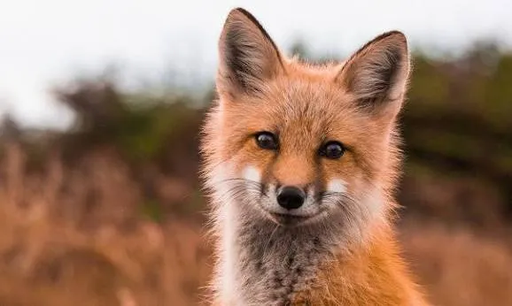 fox