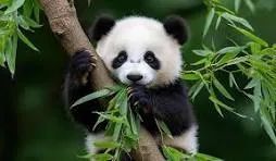 panda