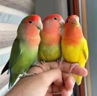 Animals