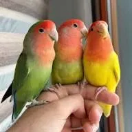 birds