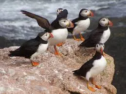 pinguins