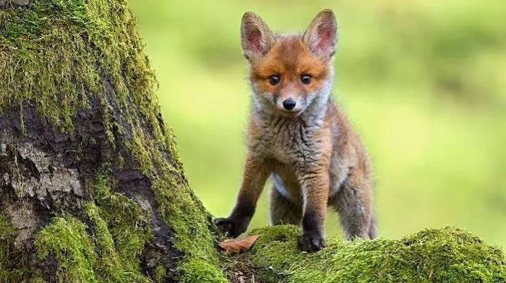fox