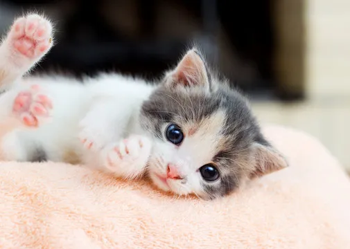 kitten