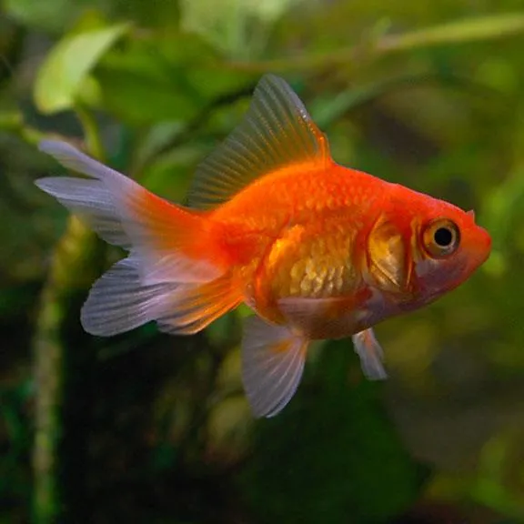 fishes
