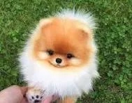 puppy