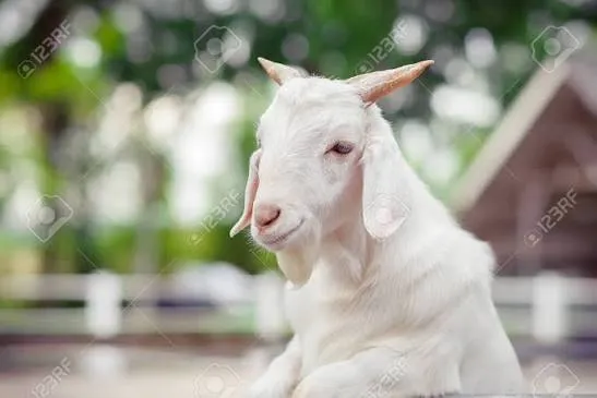 goats