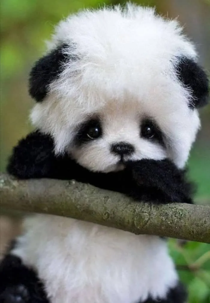 panda