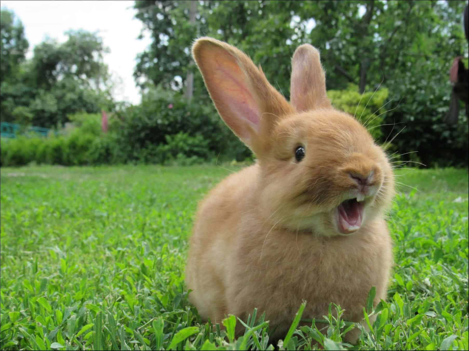 cute rabbit