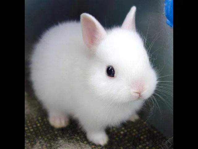 rabbits