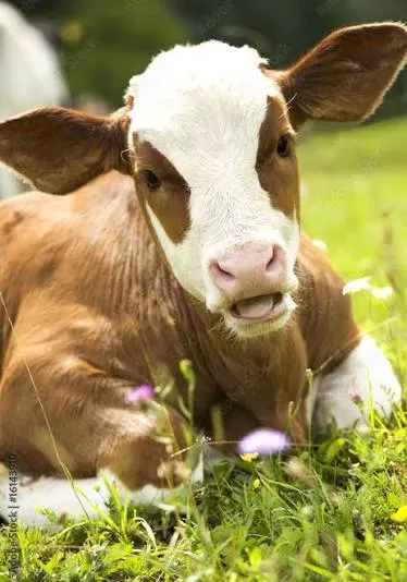 cows