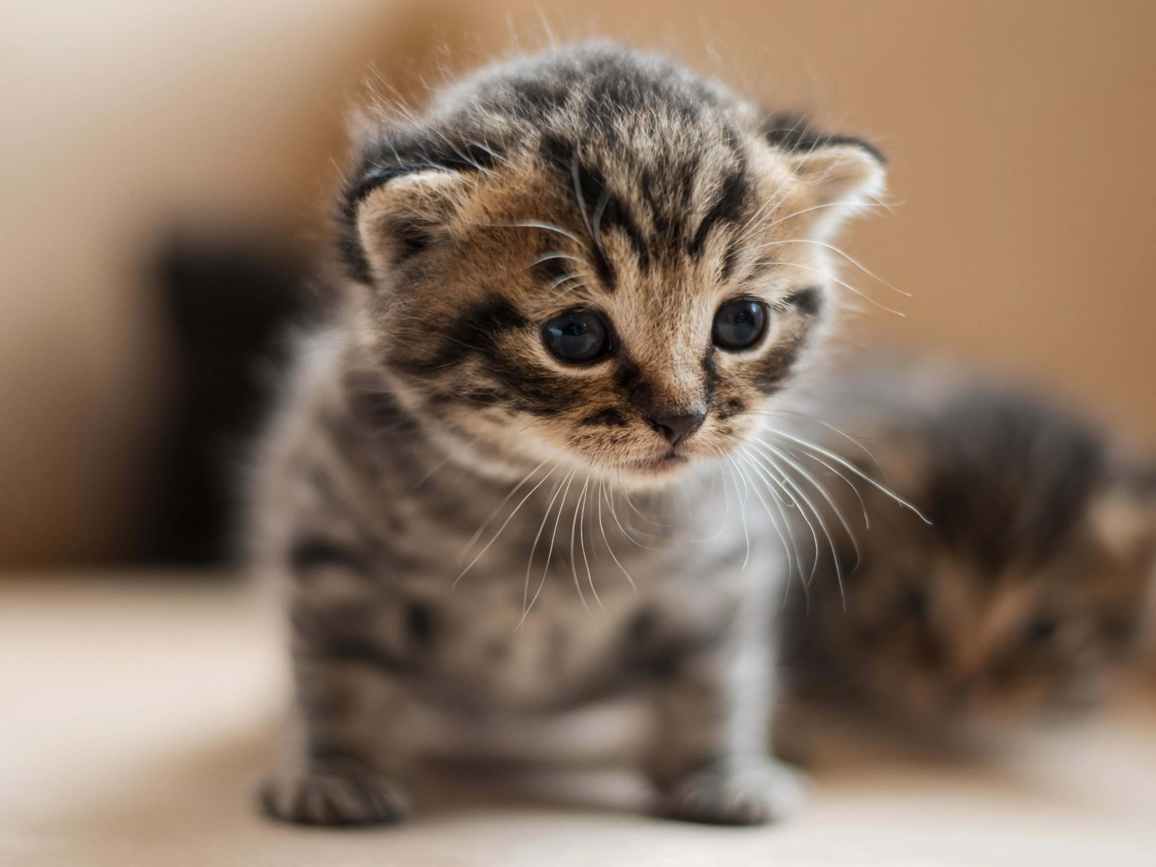kitten
