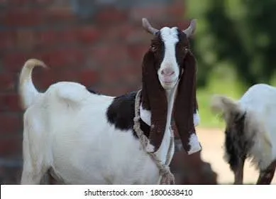 goats