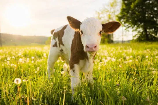 domestic animals